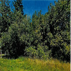 Spoluvlastnícky podiel 10/40 z pozemku KN-E 8335 obec Detva , k.ú. Detva, okres Detva,( označenie ponuky na obálke: POZEMOK 8335 DT PK) pozemok KNE8335 k.ú.Detva